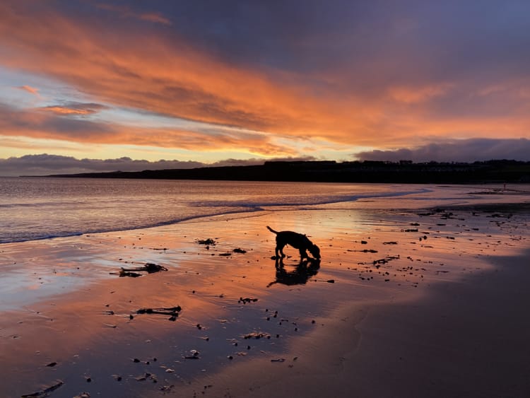 Sunrise over East Sands with dog